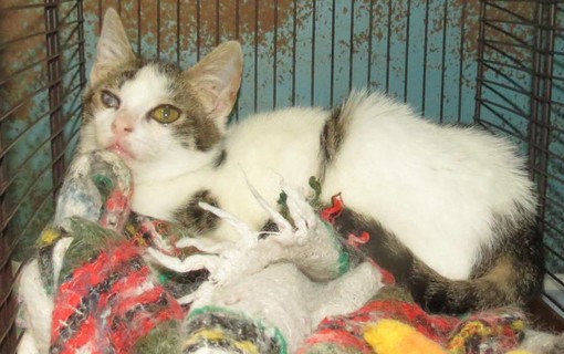 L'appello dell'Enpa: "Gatta cerca casa"