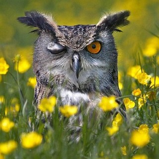 Camion in odor di mafia: vuoi non chiudere un occhio?