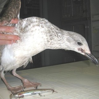 Simonelli, direttore GlobalFishing: "Esche finte non sono attrezzi dispensatori di morte" Simonelli, direttore GlobalFishing: "Esche finte non sono attrezzi dispensatori di morte"