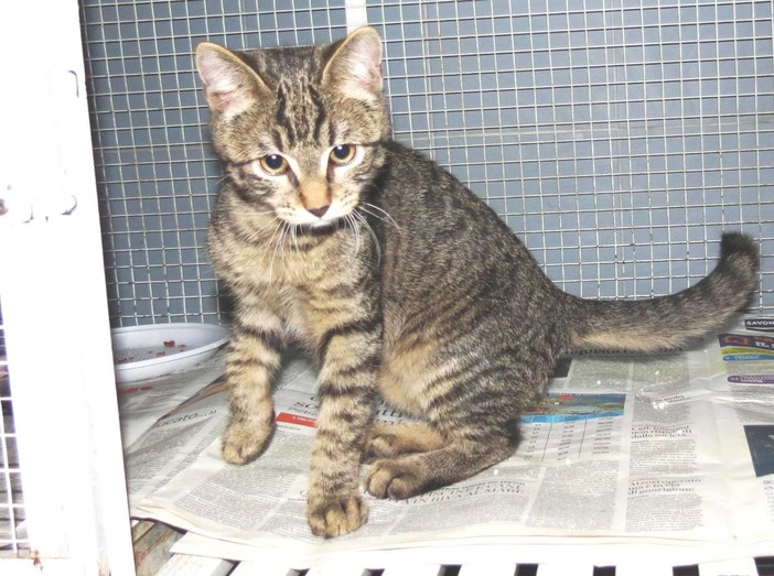 Savona, chi ha perso questo gatto a Lavagnola