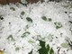Temporali in arrivo sulla Liguria, scatta l’attenzione per grandine oltre i 2 cm e forti raffiche di vento Temporali in arrivo sulla Liguria, scatta l’attenzione per grandine oltre i 2 cm e forti raffiche di vento