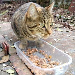 Raccolta cibo per cani e gatti bisognosi
