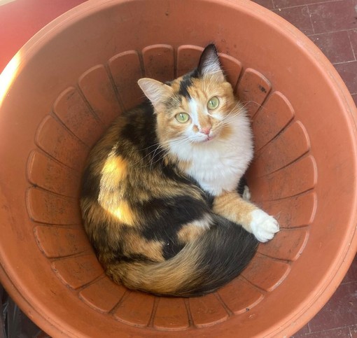 Savona, il quartiere di Legino si mobilita per Micia: la gatta che i proprietari non trovano più Savona, il quartiere di Legino si mobilita per Micia: la gatta che i proprietari non trovano più