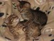 A Savona gattini abbandonati dalla mamma cercano casa