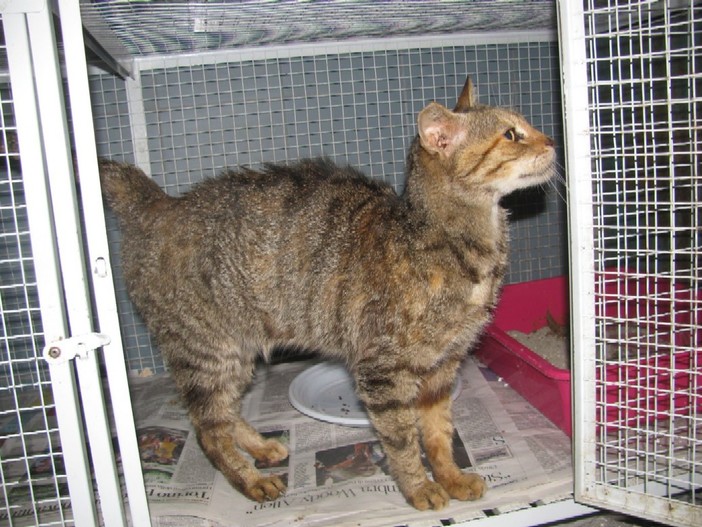 Enpa Savona, necrologio per la "Vecchietta" della stazione