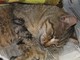 Savona: due gatti avvelenati in via Nostra Signora del Monte