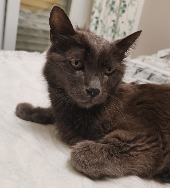 Loano, ritrovato il gatto Totò: decisivo l’appello della proprietaria