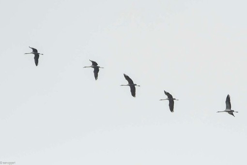 Gru in volo (foto di Enrico Ruggeri)