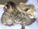 I cuccioli abbandonati I cuccioli abbandonati