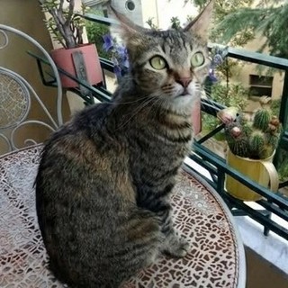 Savona, appello per ritrovare Bottarga: la gatta si è persa nel quartiere della Villetta