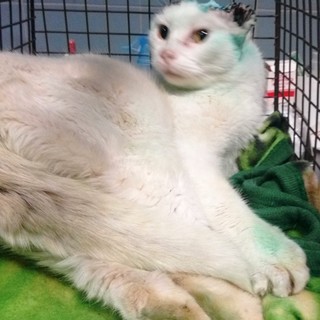 Gattina abbandonata: cercasi adozione del cuore