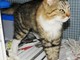 Spotorno, gatto trovato nella spiaggia dell'hotel Tirreno cerca una nuova casa