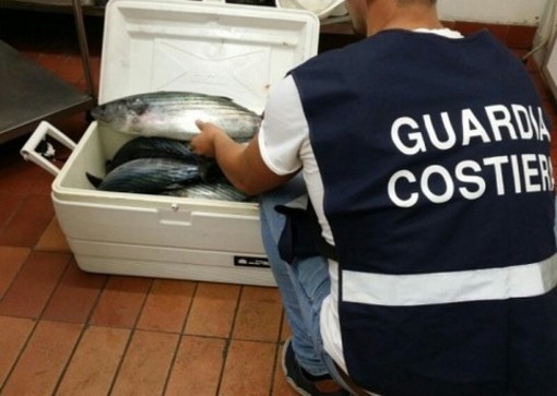 “Ad agosto, pesce irregolare non ti conosco". I risultati dell’operazione Summer fish condotta dalla Guardia Costiera della Liguria “Ad agosto, pesce irregolare non ti conosco". I risultati dell’operazione Summer fish condotta dalla Guardia Costiera della Liguria
