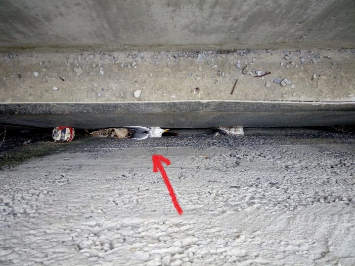 L'Enpa soccorre un gabbiano reale a Savona: era scivolato in una profonda intercapedine L'Enpa soccorre un gabbiano reale a Savona: era scivolato in una profonda intercapedine