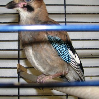 La caccia chiude ma non in Liguria, Enpa: "Malcostume legislativo consentire le battute in un periodo critico per la fauna selvatica"