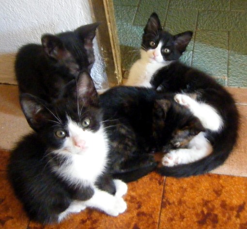 Celle Ligure: appello dell'Enpa "4 gattini da adottare"