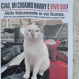 Savona, Harry è tornato a casa, un lieto fine per il gatto simbolo dell’Oltreletimbro
