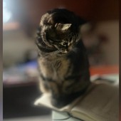 Giornata Nazionale del Gatto: ricordiamoci di trattarli con rispetto e amore