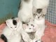 Millesimo: gatti maltrattati in Valbormida, indaga l'Enpa Millesimo: gatti maltrattati in Valbormida, indaga l'Enpa