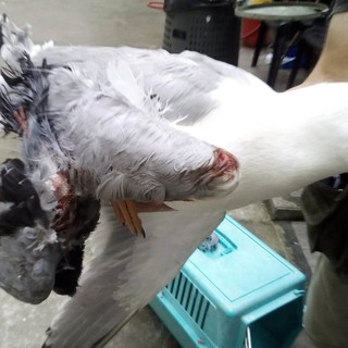 Ami e lenze perduti o abbandonati dai pescatori, un pericolo per i volatili