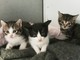 Savona: due gattini in cerca di casa