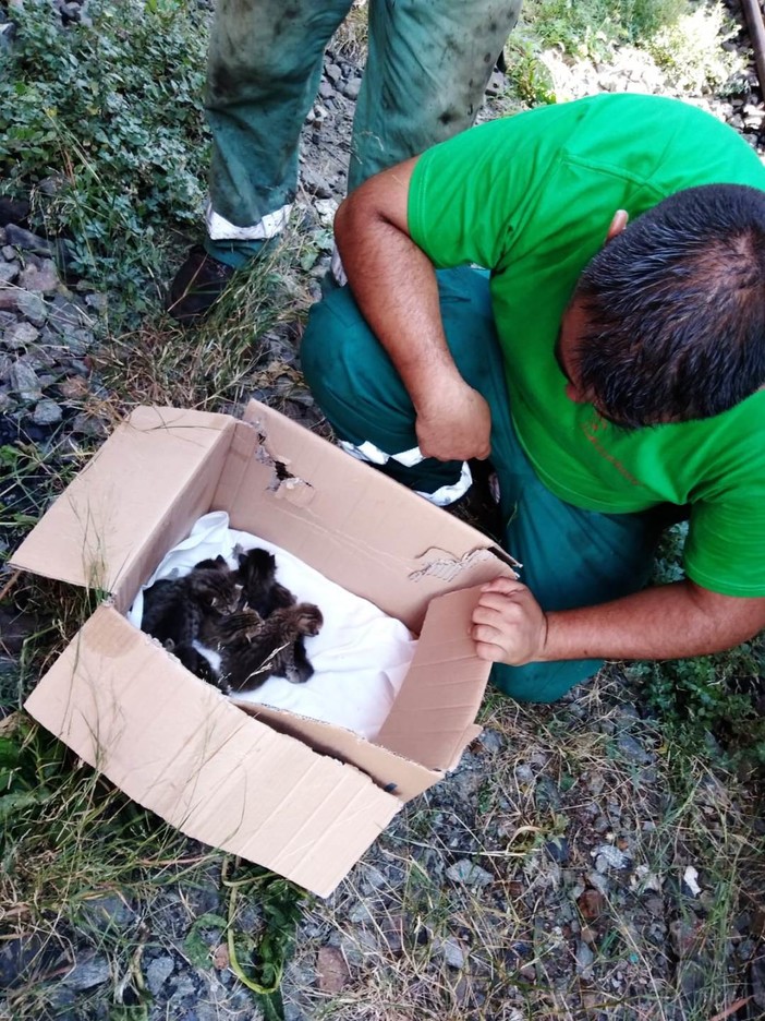 Savona, trovati in un carro merci nel parco Doria una cucciolata di gattini Savona, trovati in un carro merci nel parco Doria una cucciolata di gattini