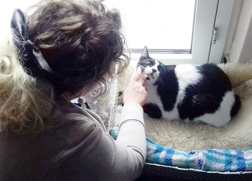 Il gatto Pilù torna a casa: era stato investito da un'auto ad Albisola e la padrona temeva di averlo perso Il gatto Pilù torna a casa: era stato investito da un'auto ad Albisola e la padrona temeva di averlo perso