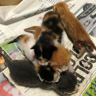 Orfani per un investimento a Pallare, l'Enpa cerca una famiglia per una cucciolata di gattini