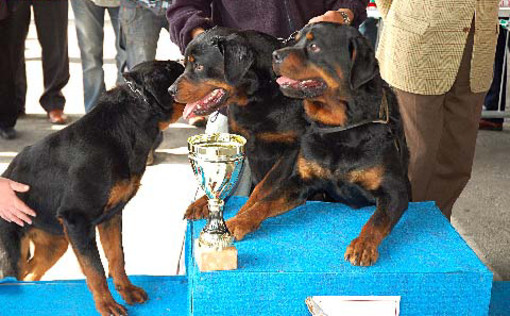 A Plodio esposizione canina amatoriale