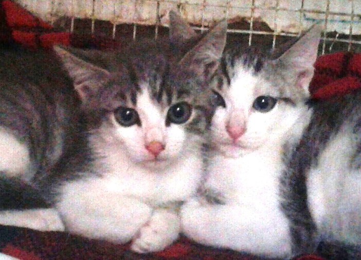 Due gattini di poche settimane in cerca di casa