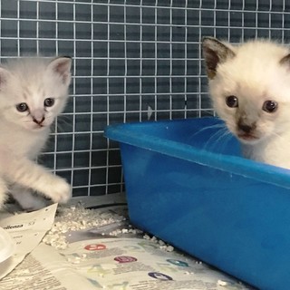 L'appello dell'Enpa: "Due gattini cercano casa"