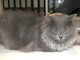 Appello di solidarietà: ritrovato un gatto maschio a Millesimo Appello di solidarietà: ritrovato un gatto maschio a Millesimo