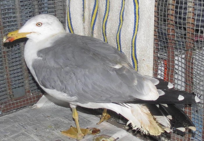 "Gabbiano ferito da un piatto tirato da un balcone a Borghetto": la denuncia dell'Enpa