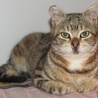 Abbandoni estivi: gattini salvati dall'Enpa a Savona e Varazze Abbandoni estivi: gattini salvati dall'Enpa a Savona e Varazze
