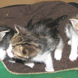 Leca d'Albenga: 14 gattini chiusi in un sacco della spazzatura