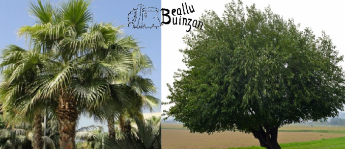 Albenga ringrazia l’Associazione Beallu Buinzan per la donazione di quattro alberi di gelso Albenga ringrazia l’Associazione Beallu Buinzan per la donazione di quattro alberi di gelso
