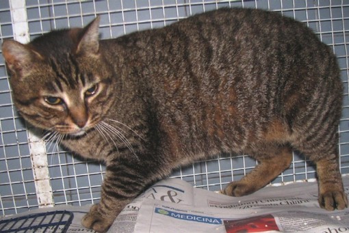 La gatta abbandonata a Valleggia