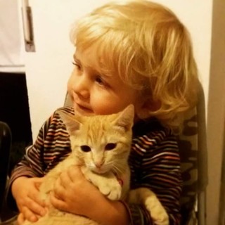 Come vivere al meglio con cani e  gatti, la regione promuove lezioni gratuite