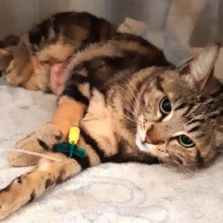 Gatta investita a Savona, l'Enpa lancia l'appello per raccogliere fondi per le spese veterinarie