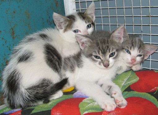 Tre gattini appene nati gettati in una strada di campagna a Stella. E' la seconda volta in pochi giorni Tre gattini appene nati gettati in una strada di campagna a Stella. E' la seconda volta in pochi giorni