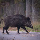 Cinghiali in città, l'ordinanza del sindaco di Cairo: vietato dare da mangiare agli ungulati Cinghiali in città, l'ordinanza del sindaco di Cairo: vietato dare da mangiare agli ungulati