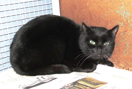 Trovato gatto smarrito a Savona, cercasi proprietario