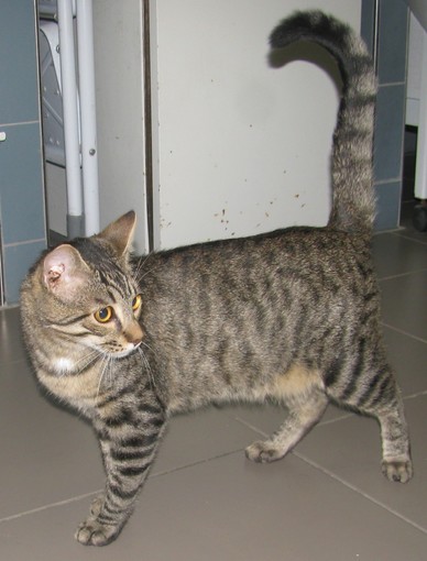 Enpa: chi ha abbandonato (o perduto) questo socievole gatto a Torre del Mare? Enpa: chi ha abbandonato (o perduto) questo socievole gatto a Torre del Mare?