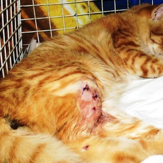 Savona, l'Enpa organizza l'apericena "Miao Valentino"