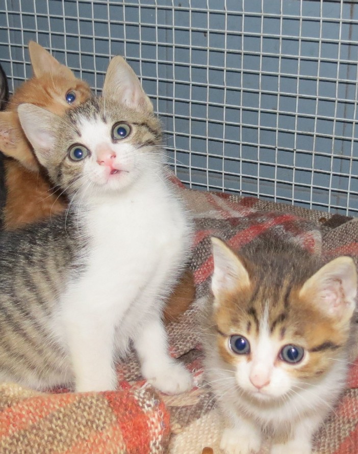 I gattini dopo le cure;
