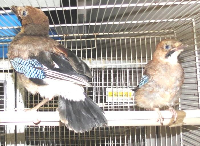 Alla scoperta dei rifugi di animali: tanti appuntamenti con l'Enpa anche a Savona Alla scoperta dei rifugi di animali: tanti appuntamenti con l'Enpa anche a Savona