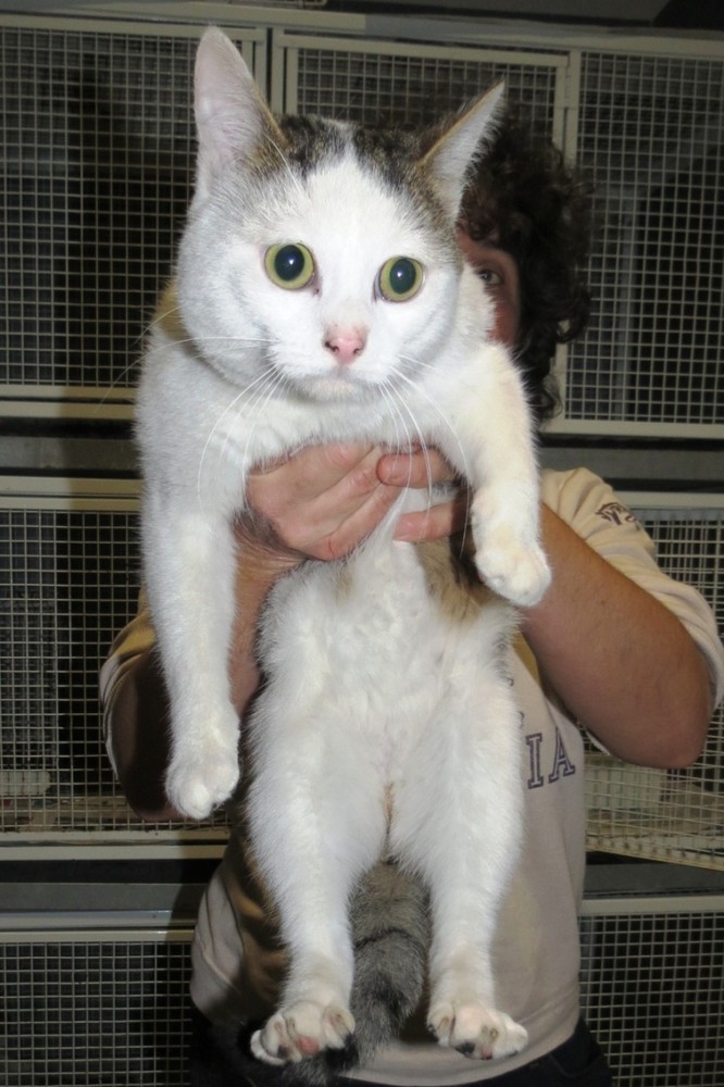 Loano, ritrovato gatto sulla via Aurelia
