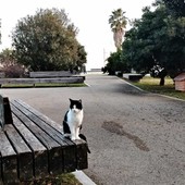 Savona, addio a Romeo, il gatto di Zinola diventato il "re" del quartiere amato da tutti Savona, addio a Romeo, il gatto di Zinola diventato il "re" del quartiere amato da tutti