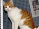 Savona: gattino abbandonato in periferia cerca casa