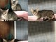 Savona, cinque bellissimi gattini cercano casa
